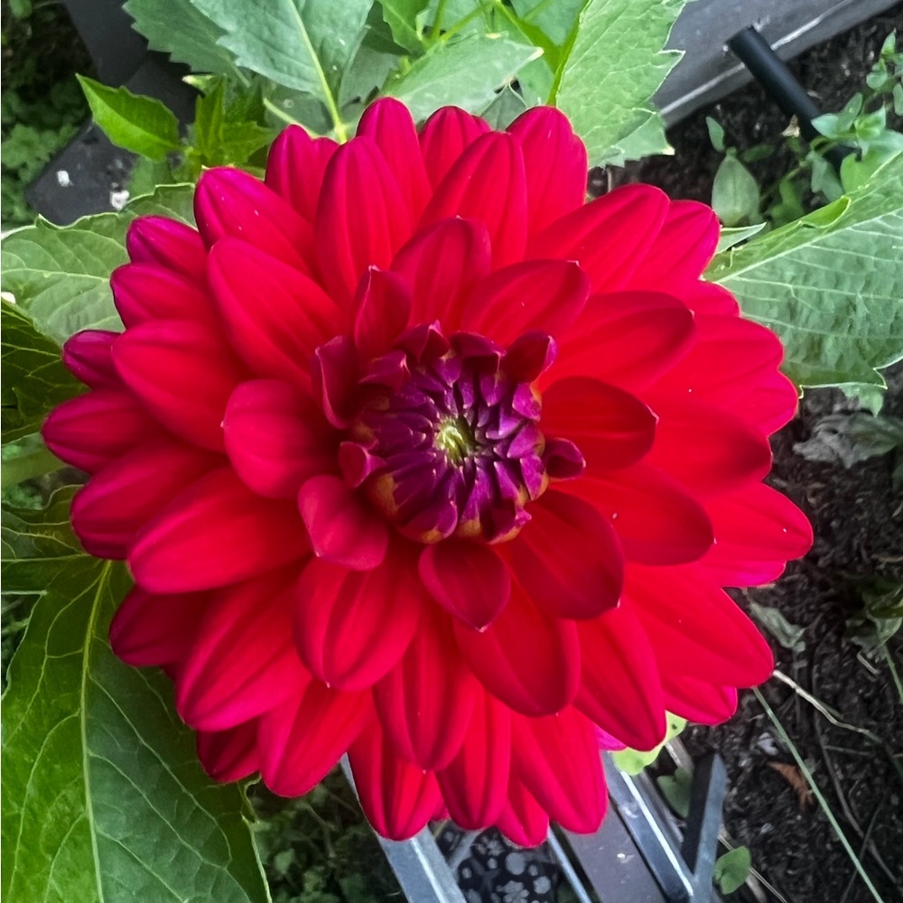 Dahlia Karma Naomi